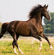 horse, a horse, my kingdom for a horse